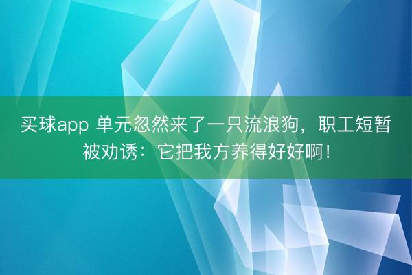 买球app 单元忽然来了一只流浪狗,职工短暂被劝诱:它把我方养得好好啊!