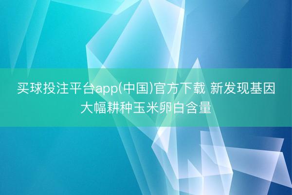 买球投注平台app(中国)官方下载 新发现基因大幅耕种玉米卵白含量